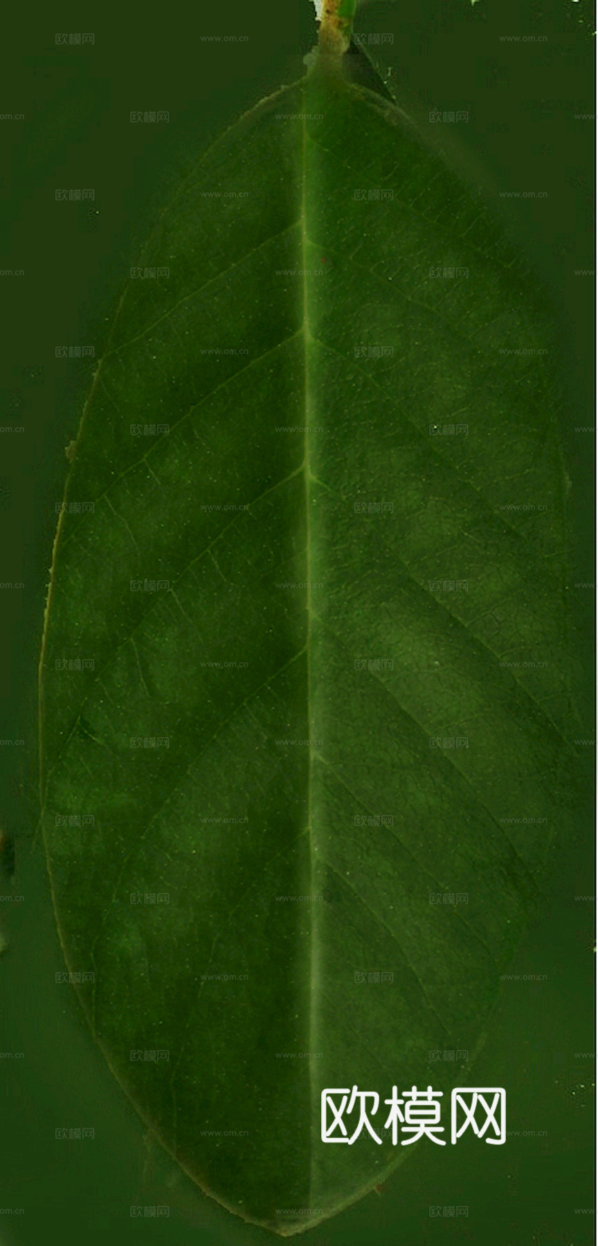 植物树叶 叶子  叶片纹理 绿叶 黄叶 红叶 绿植下载