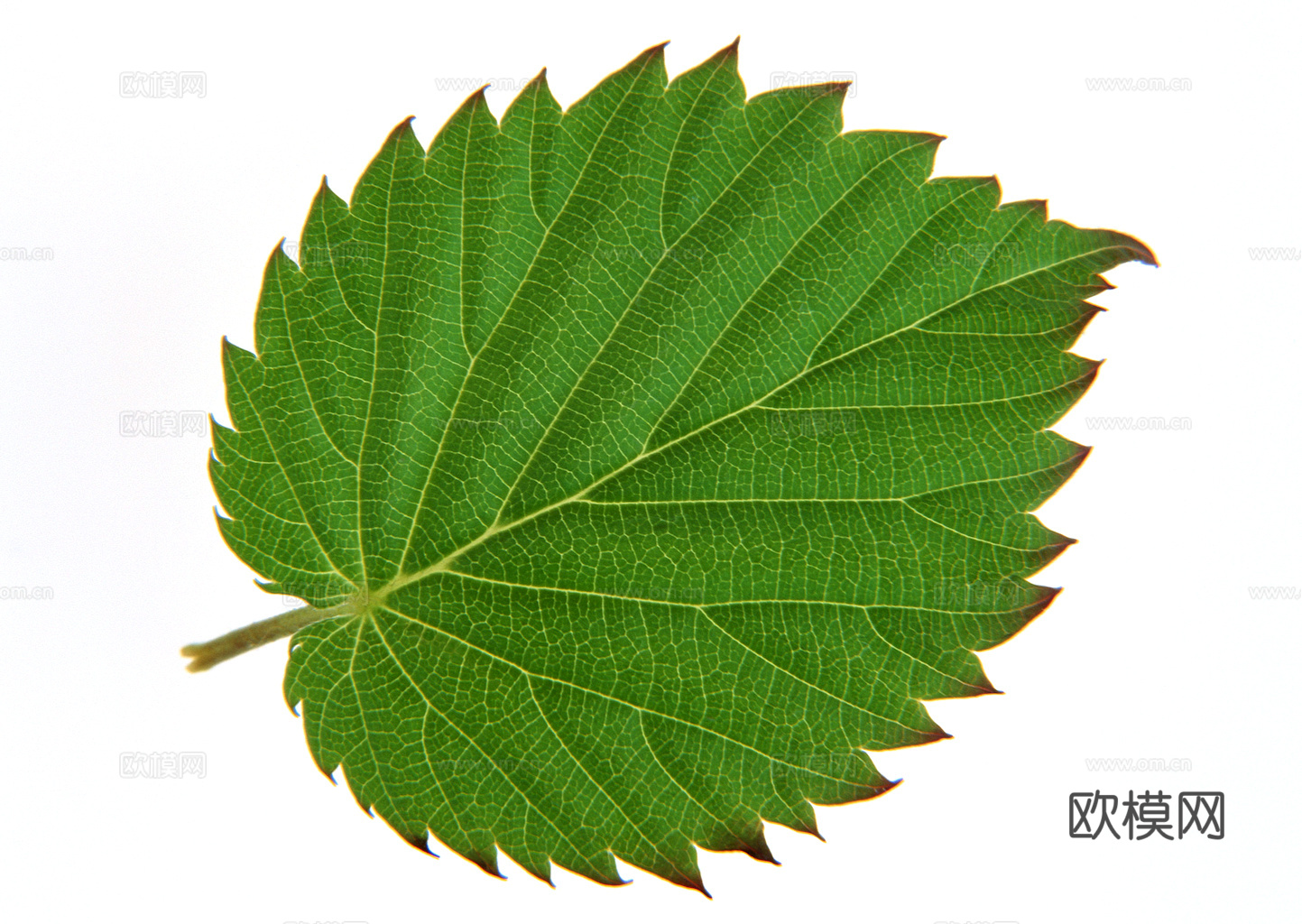 植物树叶 叶子  叶片纹理 绿叶 黄叶 红叶 绿植下载