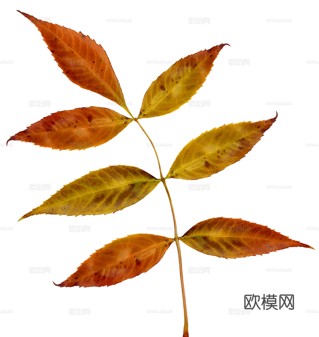 植物树叶 叶子  叶片纹理 绿叶 黄叶 红叶 绿植下载