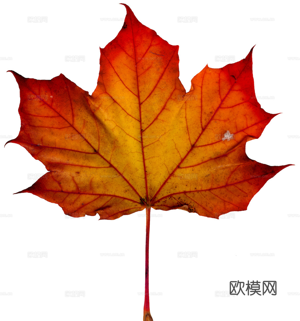 植物树叶 叶子  叶片纹理 绿叶 黄叶 红叶 绿植下载