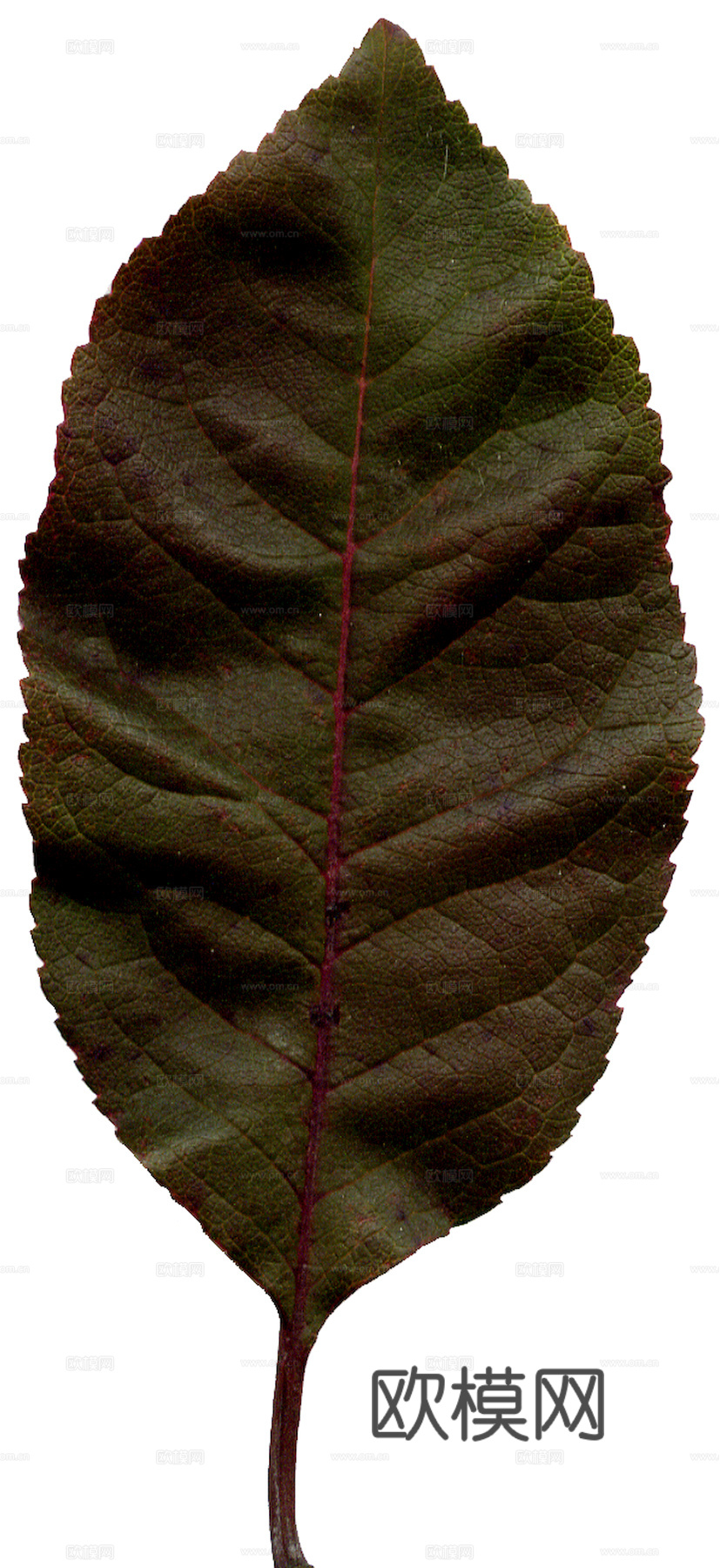 植物树叶 叶子  叶片纹理 绿叶 黄叶 红叶 绿植下载