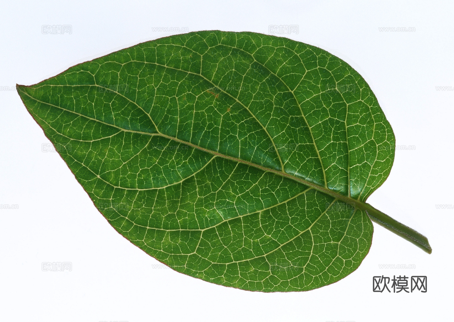 植物树叶 叶子  叶片纹理 绿叶 黄叶 红叶 绿植下载