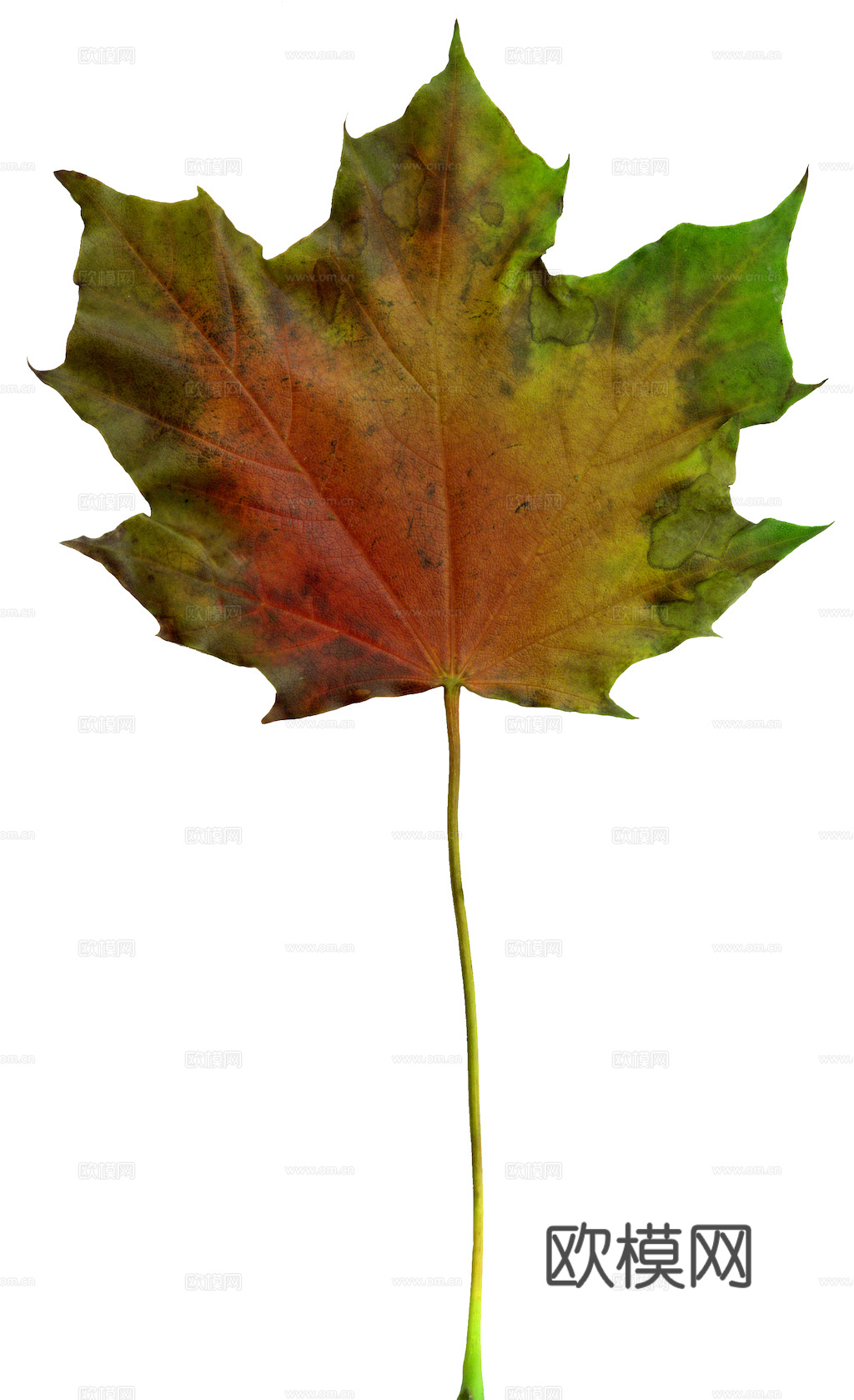 植物树叶 叶子  叶片纹理 绿叶 黄叶 红叶 绿植下载