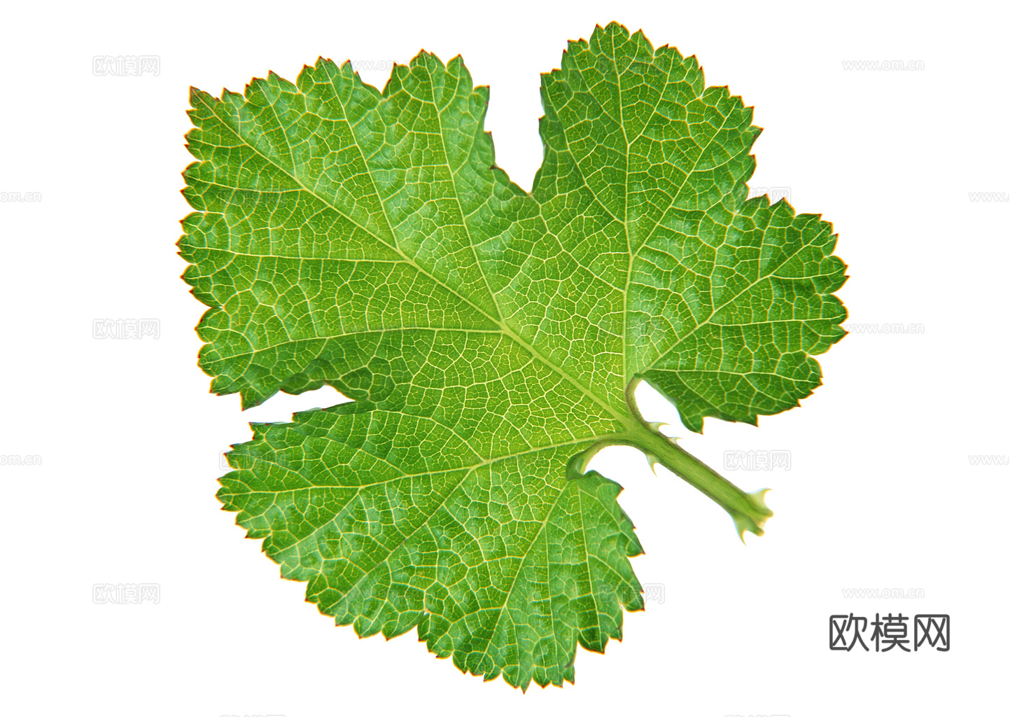 植物树叶 叶子  叶片纹理 绿叶 黄叶 红叶 绿植下载