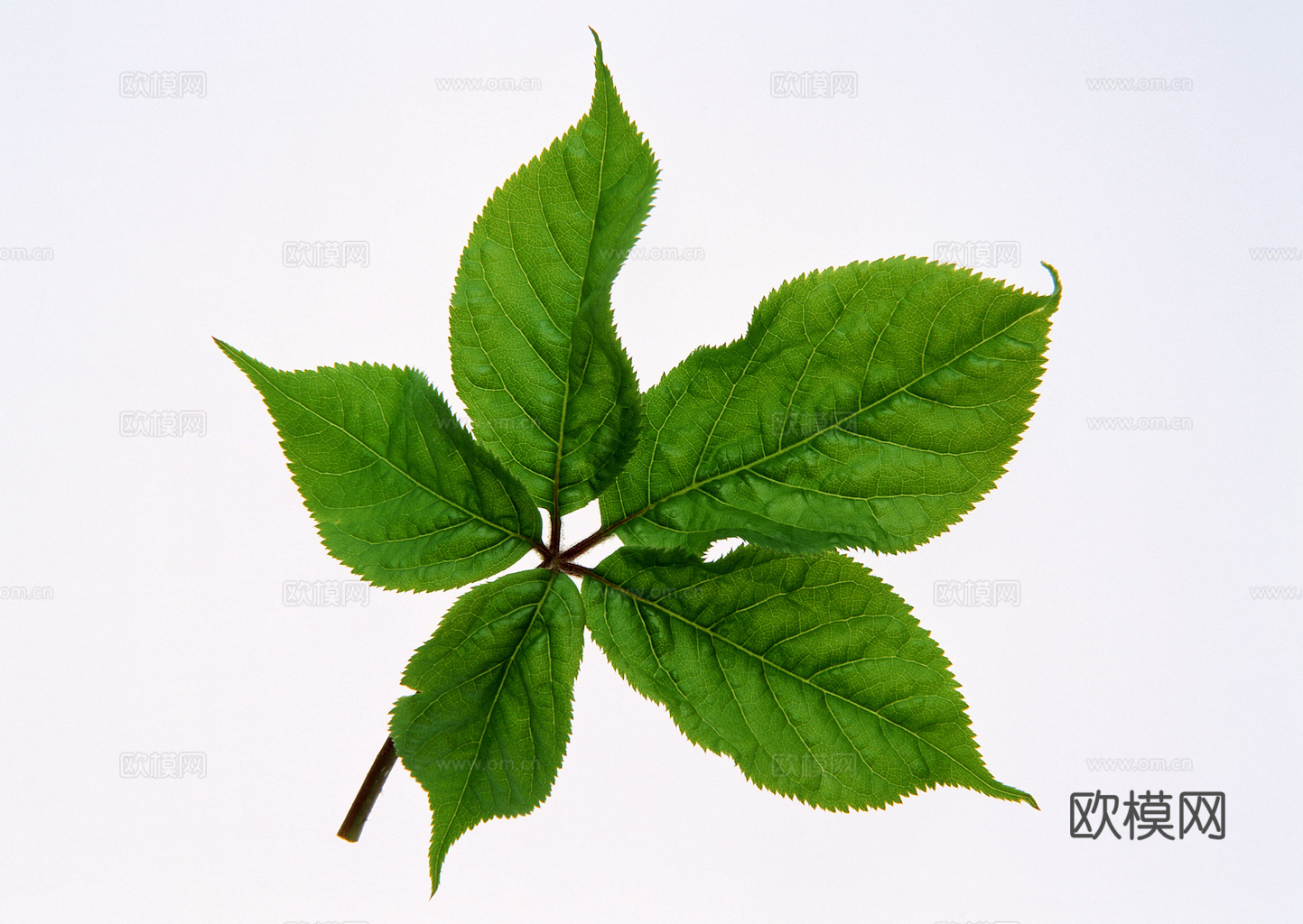 植物树叶 叶子  叶片纹理 绿叶 黄叶 红叶 绿植下载