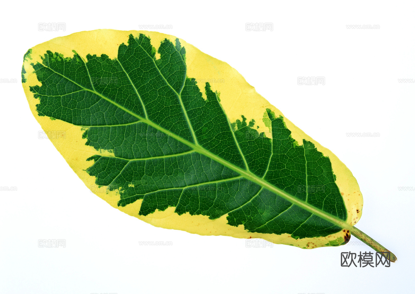 植物树叶 叶子  叶片纹理 绿叶 黄叶 红叶 绿植下载