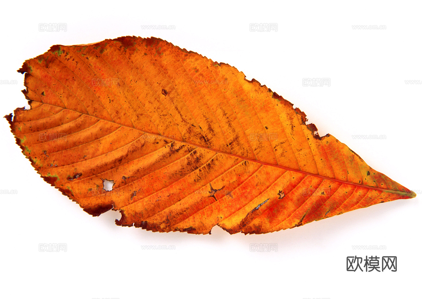 植物树叶 叶子  叶片纹理 绿叶 黄叶 红叶 绿植下载