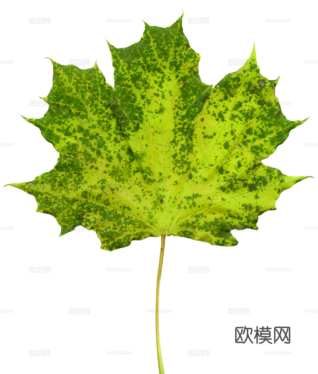 植物树叶 叶子  叶片纹理 绿叶 黄叶 红叶 绿植下载