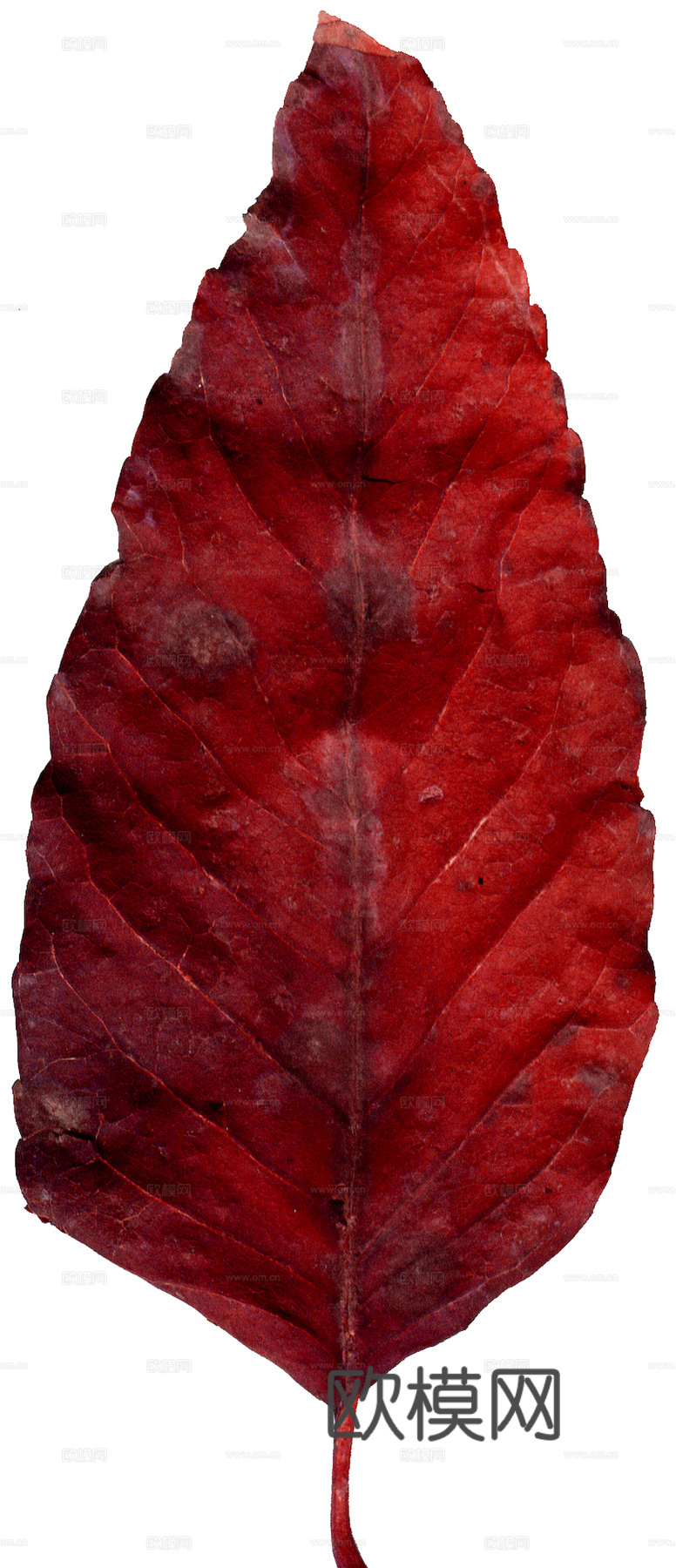 植物树叶 叶子  叶片纹理 绿叶 黄叶 红叶 绿植下载