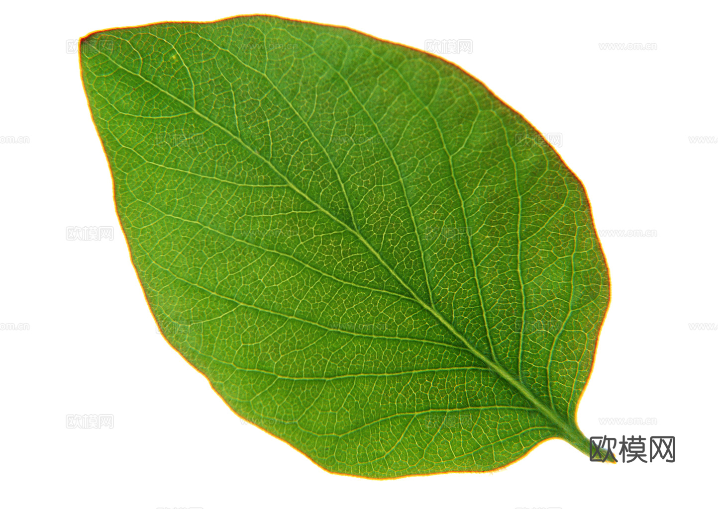 植物树叶 叶子  叶片纹理 绿叶 黄叶 红叶 绿植下载