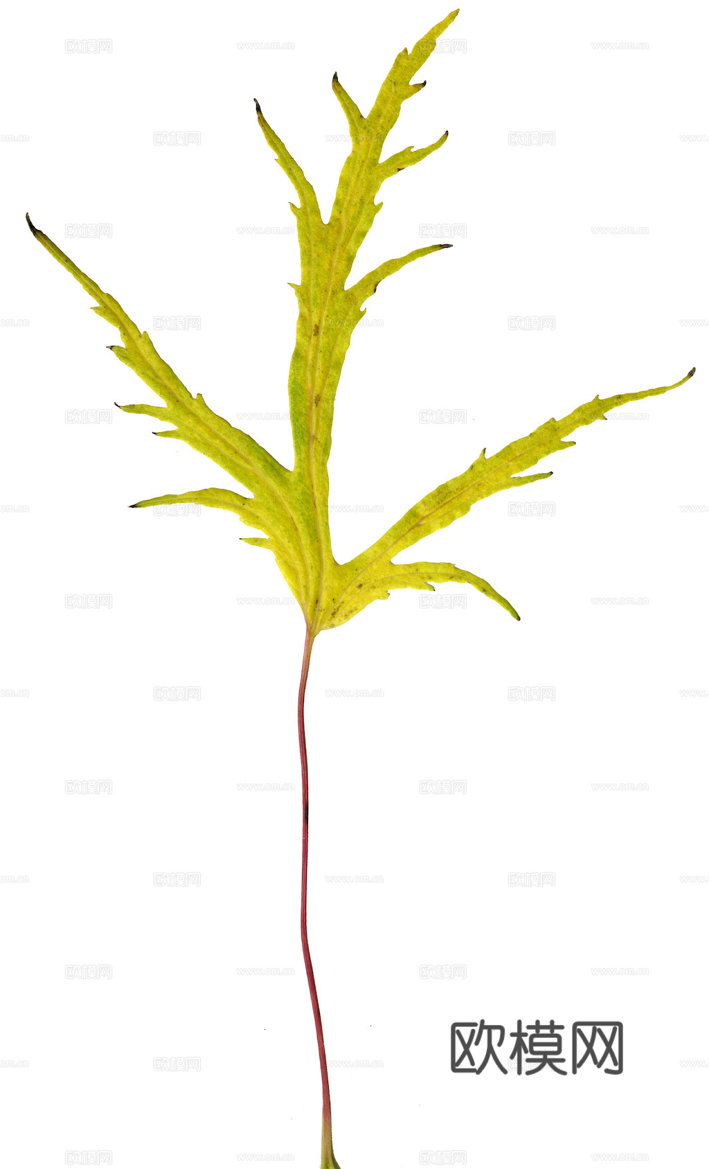 植物树叶 叶子  叶片纹理 绿叶 黄叶 红叶 绿植下载