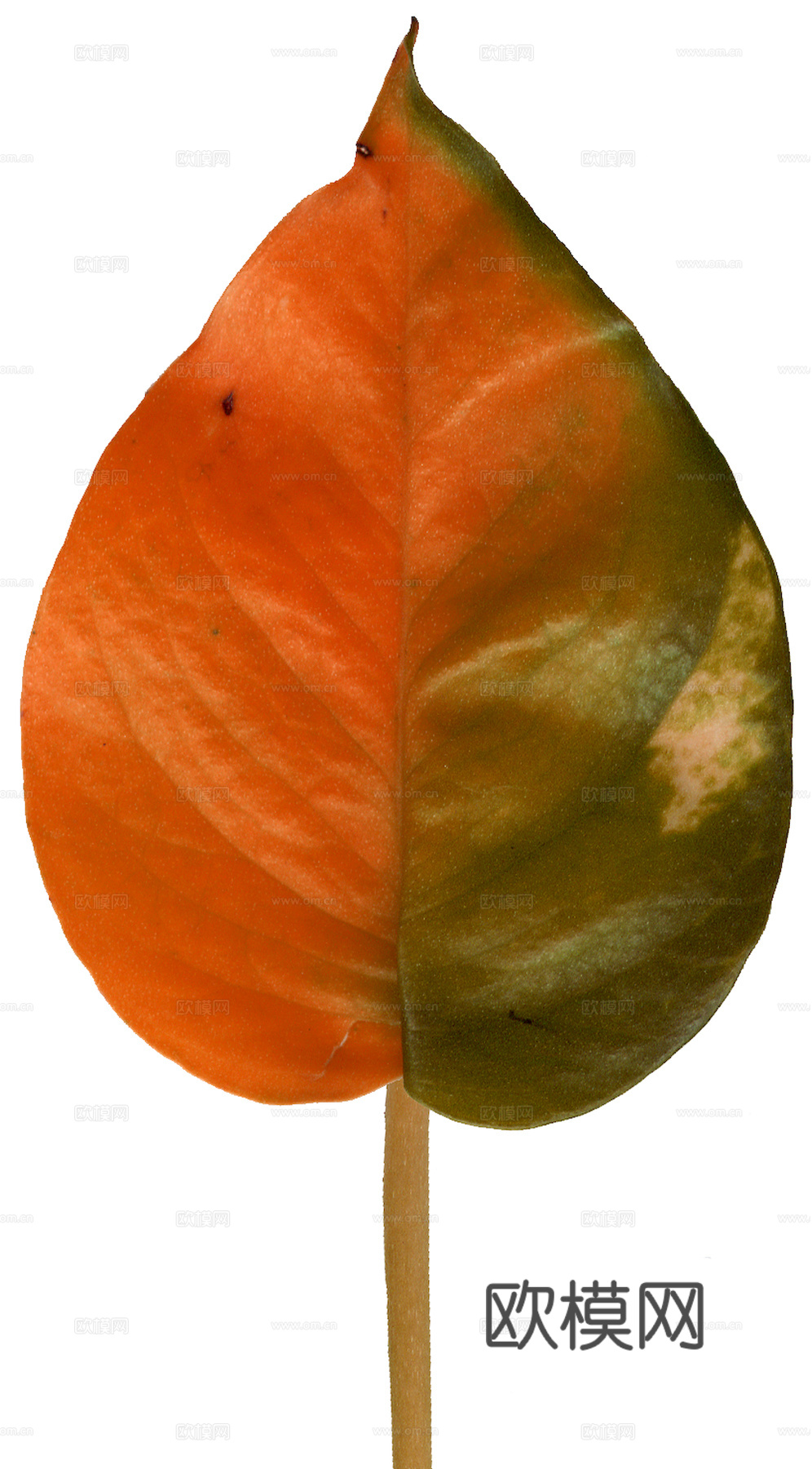 植物树叶 叶子  叶片纹理 绿叶 黄叶 红叶 绿植下载