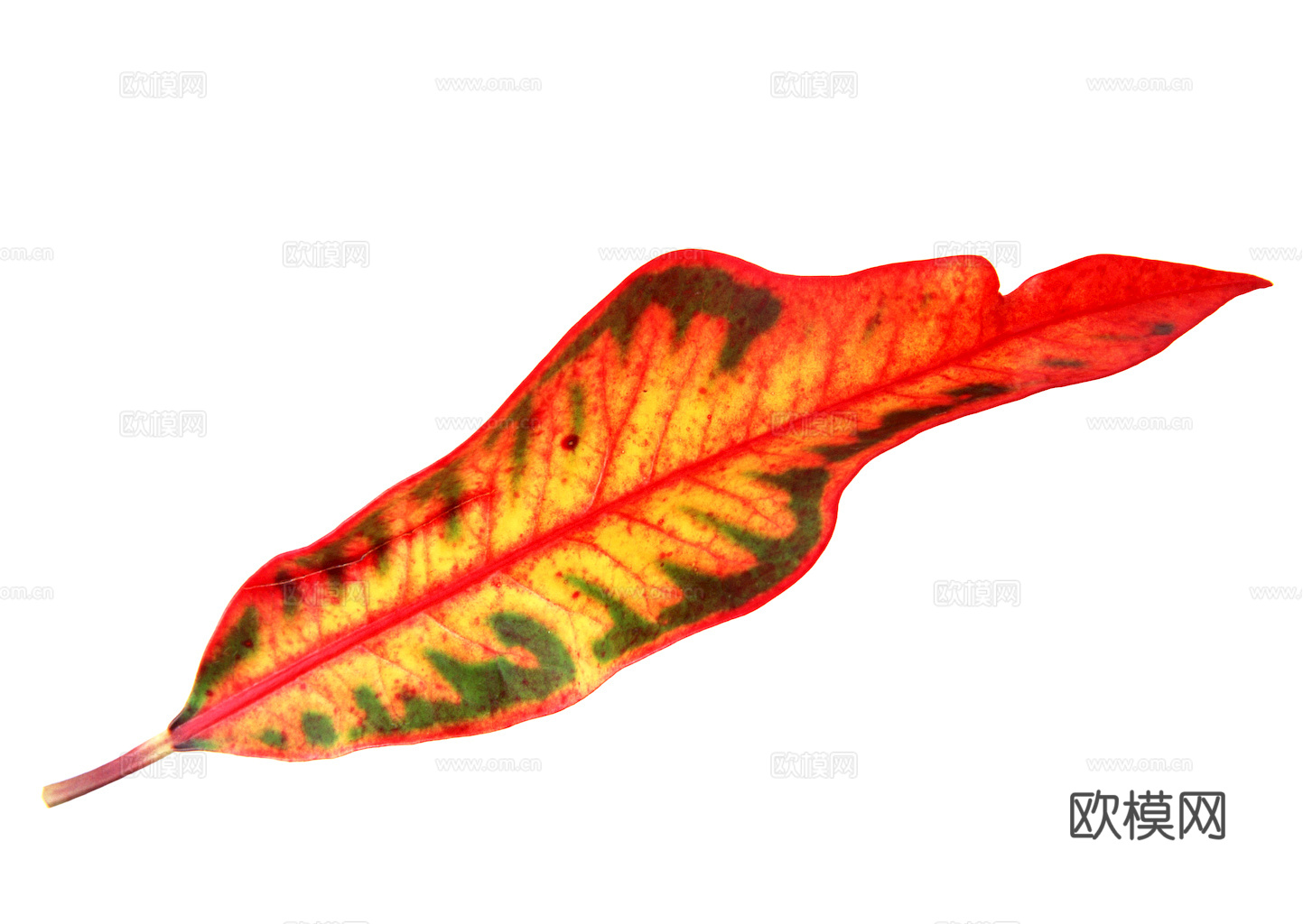 植物树叶 叶子  叶片纹理 绿叶 黄叶 红叶 绿植下载