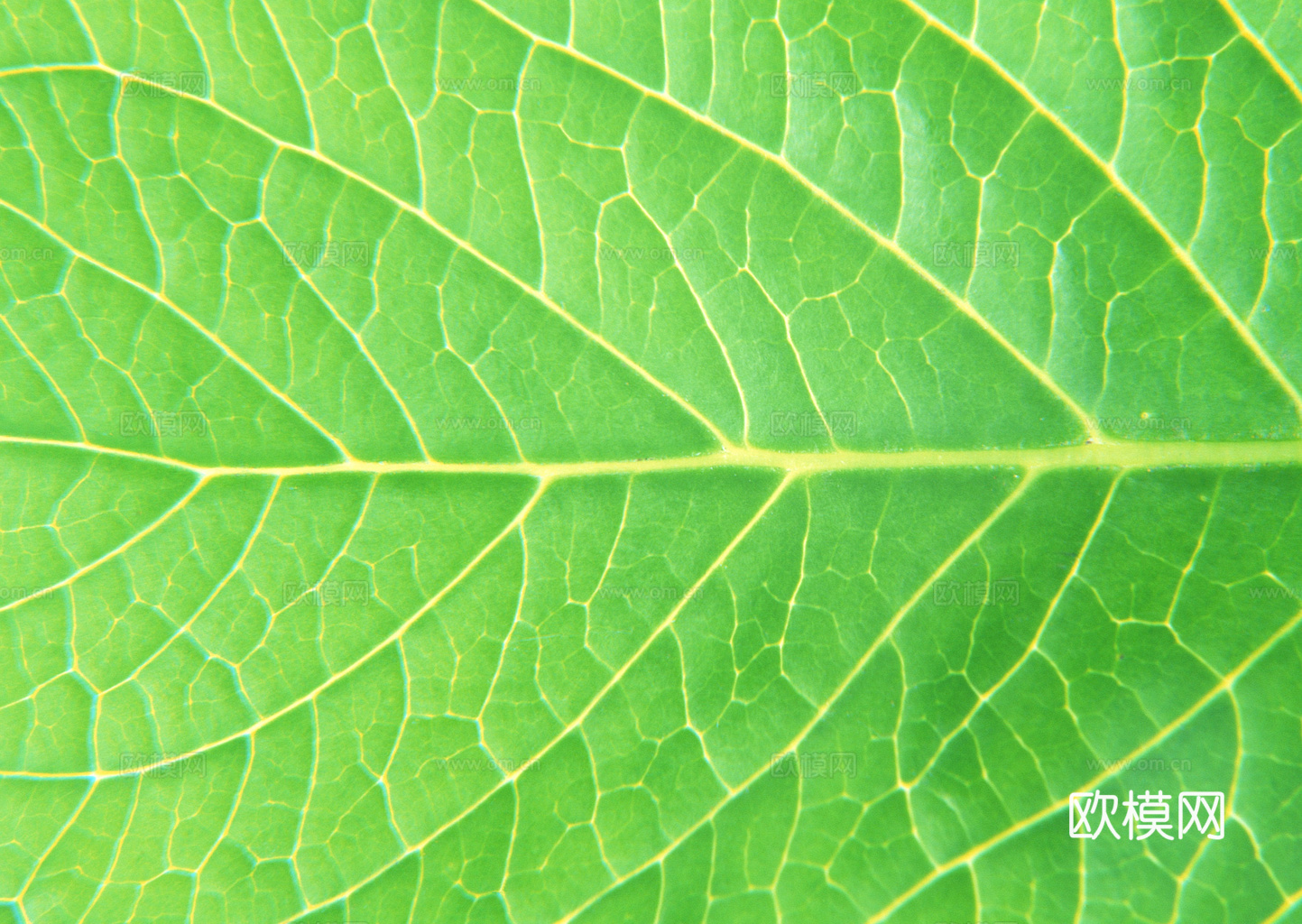 植物树叶 叶子  叶片纹理 绿叶 黄叶 红叶 绿植下载