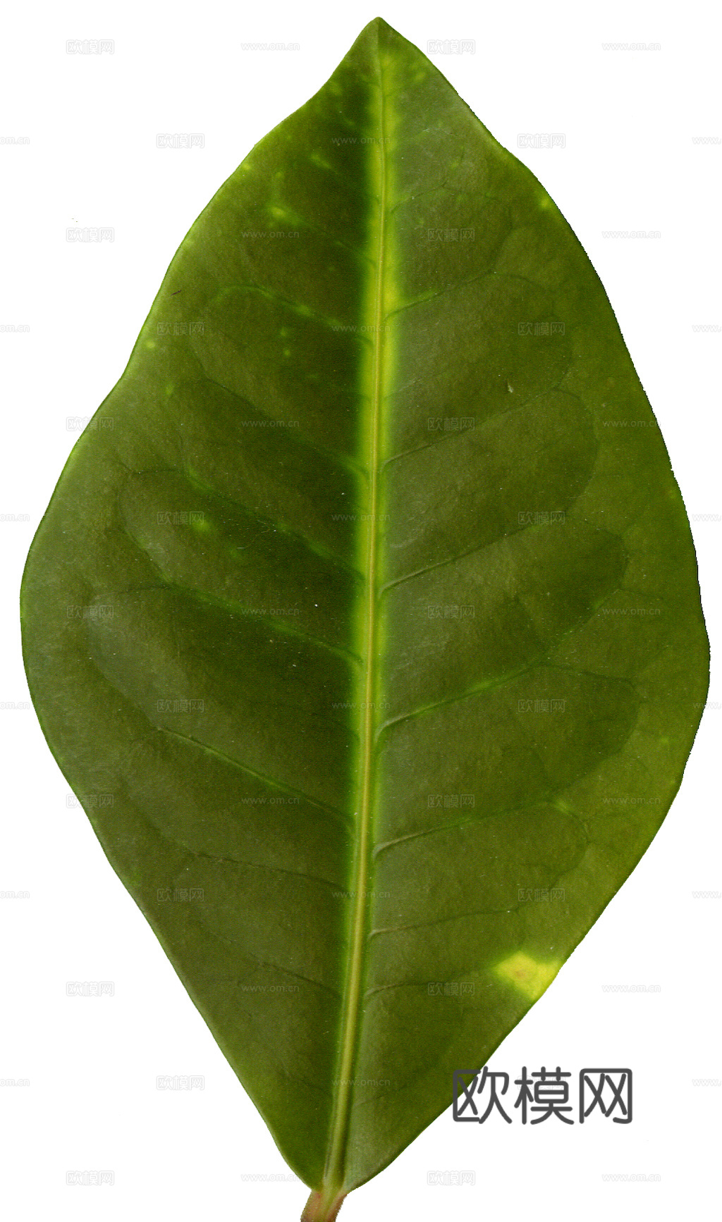 植物树叶 叶子  叶片纹理 绿叶 黄叶 红叶 绿植下载