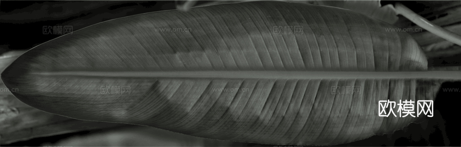 植物树叶 叶子  叶片纹理 绿叶 黄叶 红叶 绿植下载