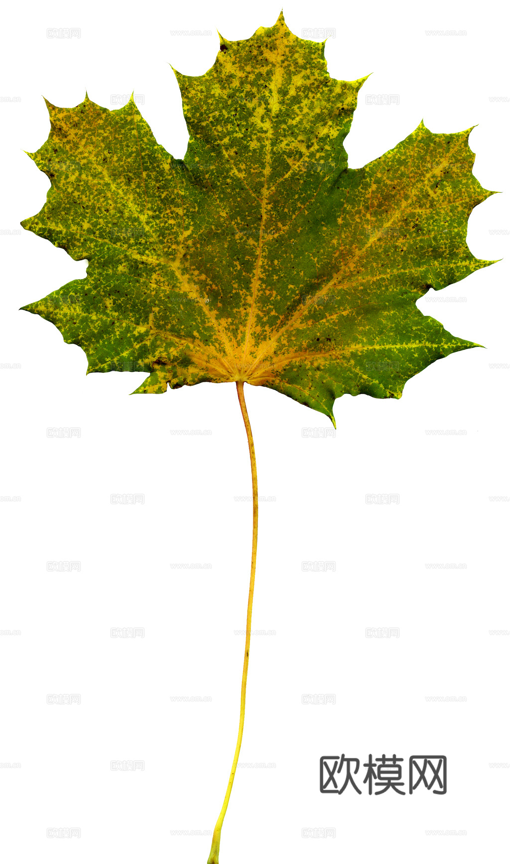 植物树叶 叶子  叶片纹理 绿叶 黄叶 红叶 绿植下载