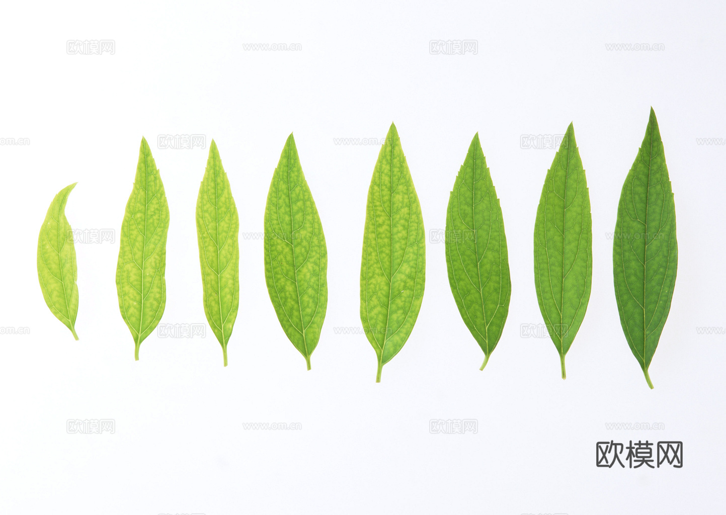 植物树叶 叶子  叶片纹理 绿叶 黄叶 红叶 绿植下载