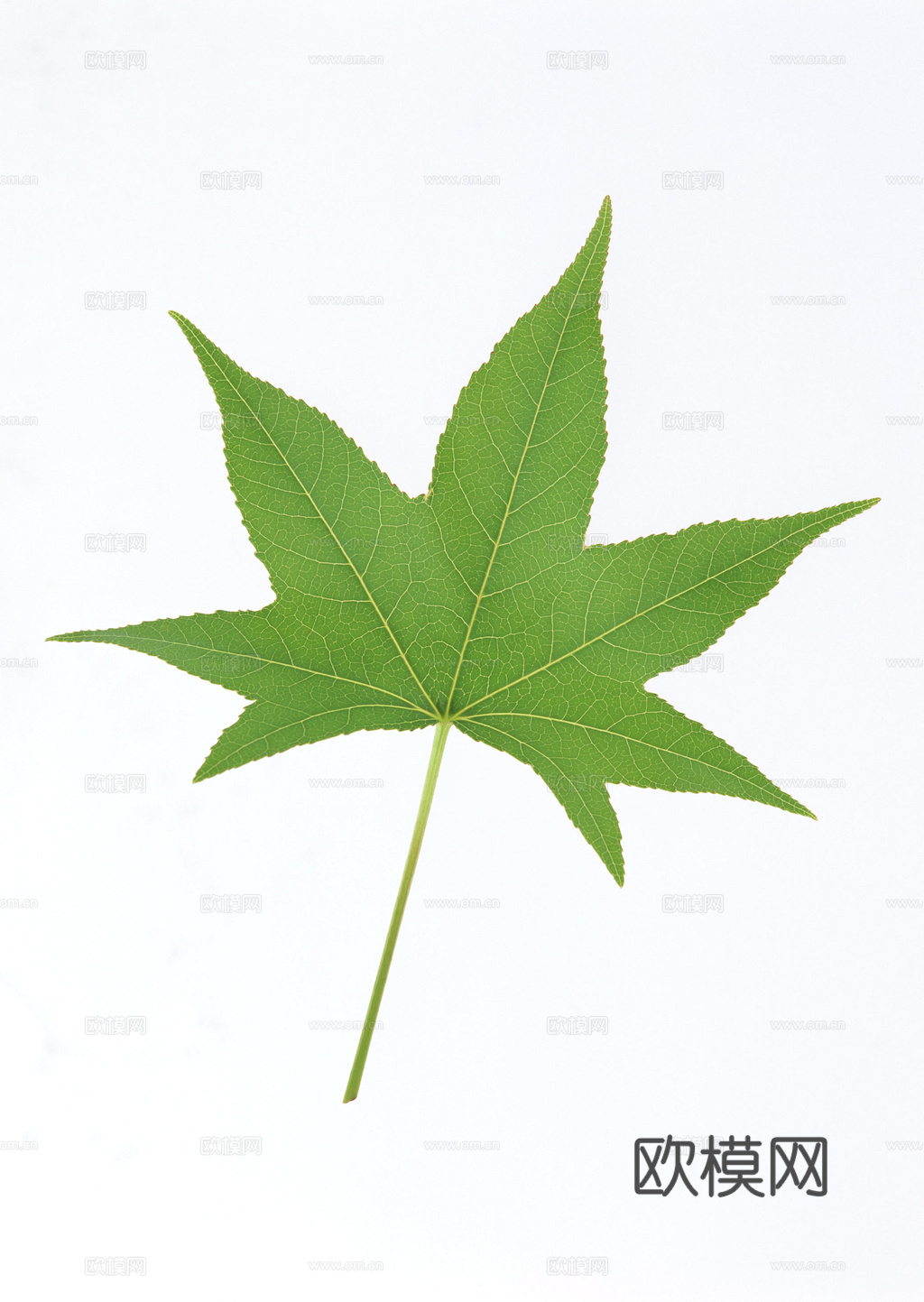 植物树叶 叶子  叶片纹理 绿叶 黄叶 红叶 绿植下载