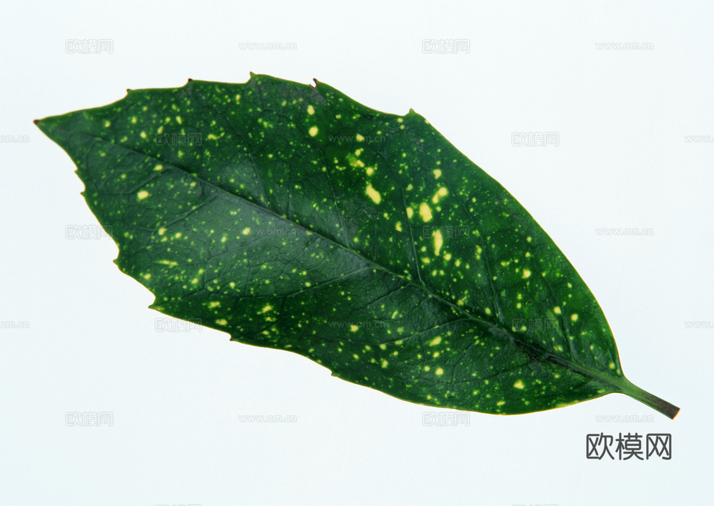 植物树叶 叶子  叶片纹理 绿叶 黄叶 红叶 绿植下载