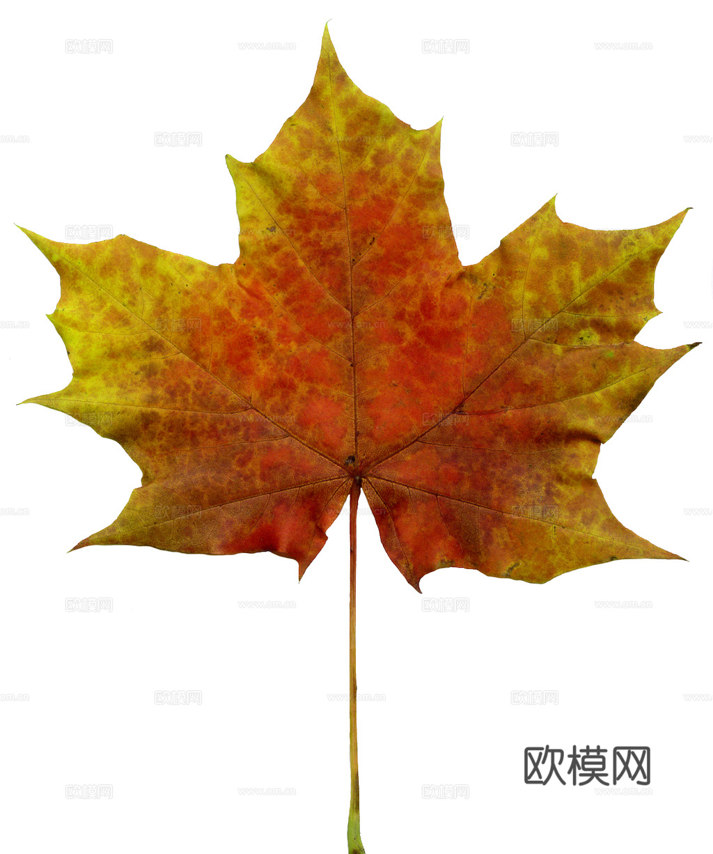 植物树叶 叶子  叶片纹理 绿叶 黄叶 红叶 绿植下载