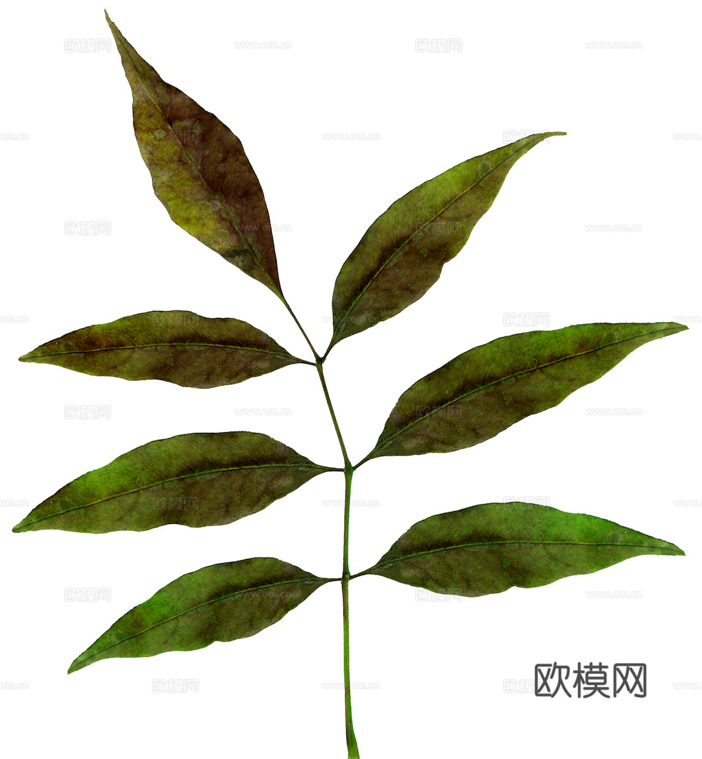 植物树叶 叶子  叶片纹理 绿叶 黄叶 红叶 绿植下载