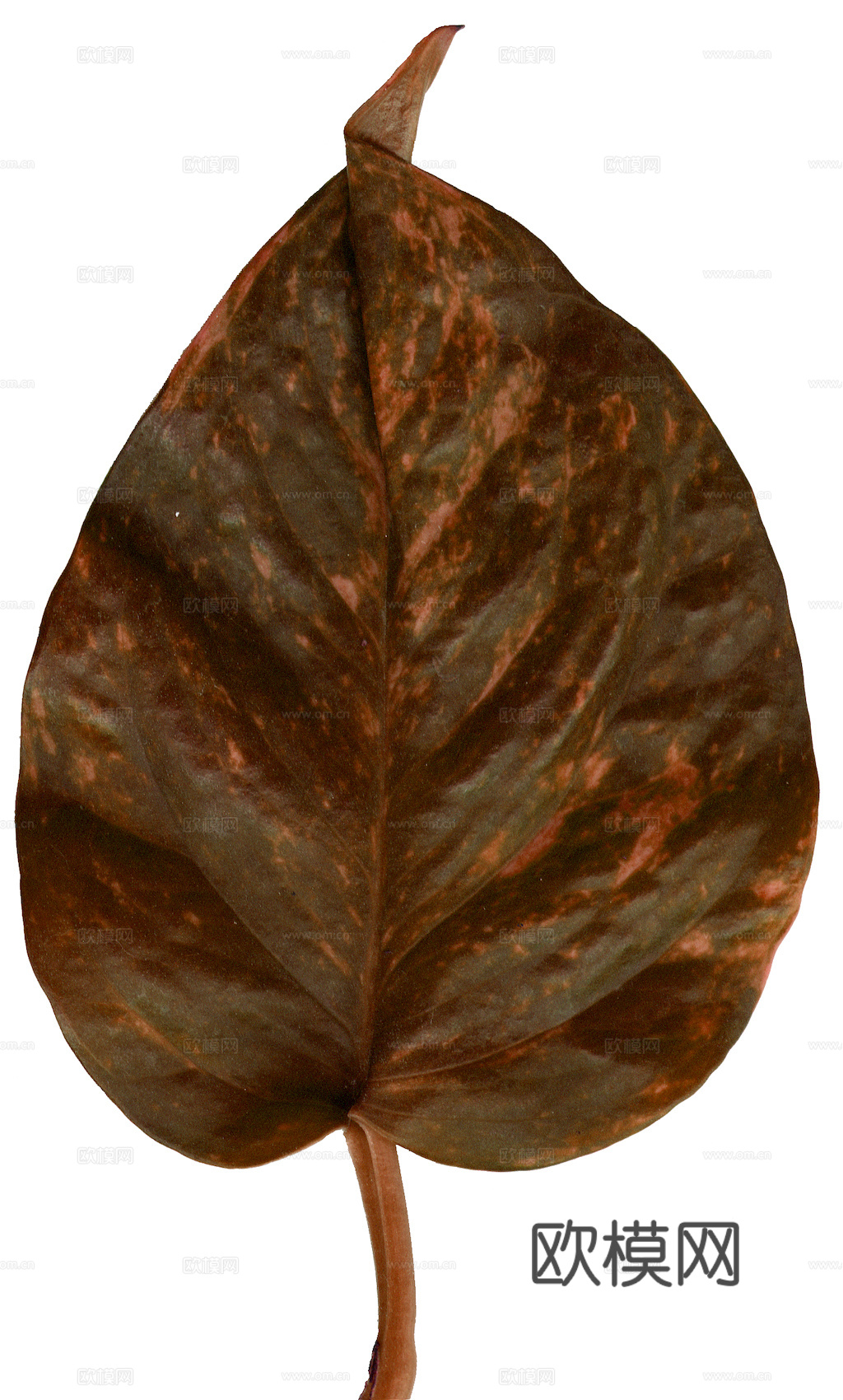 植物树叶 叶子  叶片纹理 绿叶 黄叶 红叶 绿植下载