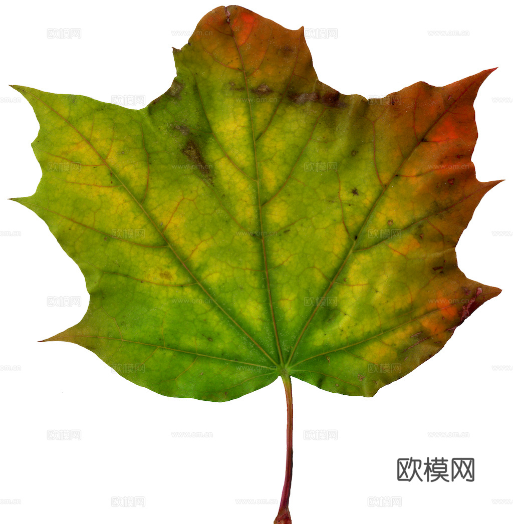 植物树叶 叶子  叶片纹理 绿叶 黄叶 红叶 绿植下载