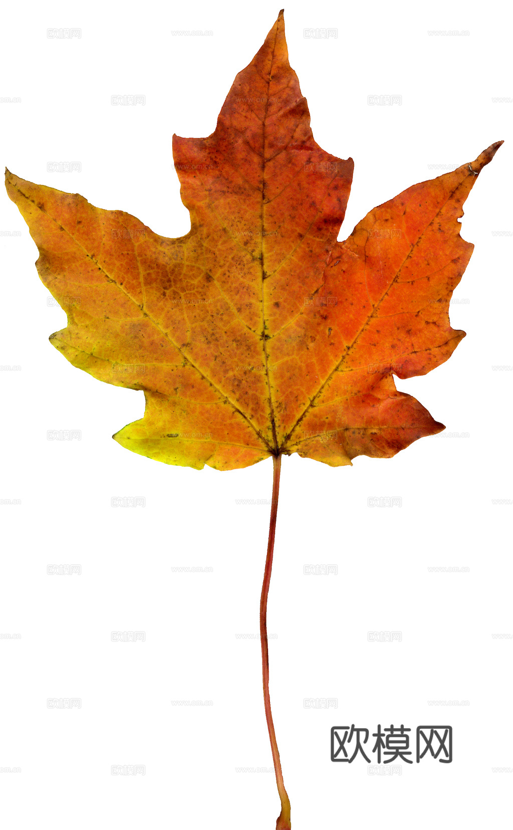 植物树叶 叶子  叶片纹理 绿叶 黄叶 红叶 绿植下载