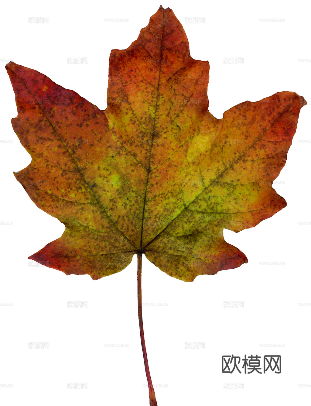 植物树叶 叶子  叶片纹理 绿叶 黄叶 红叶 绿植下载