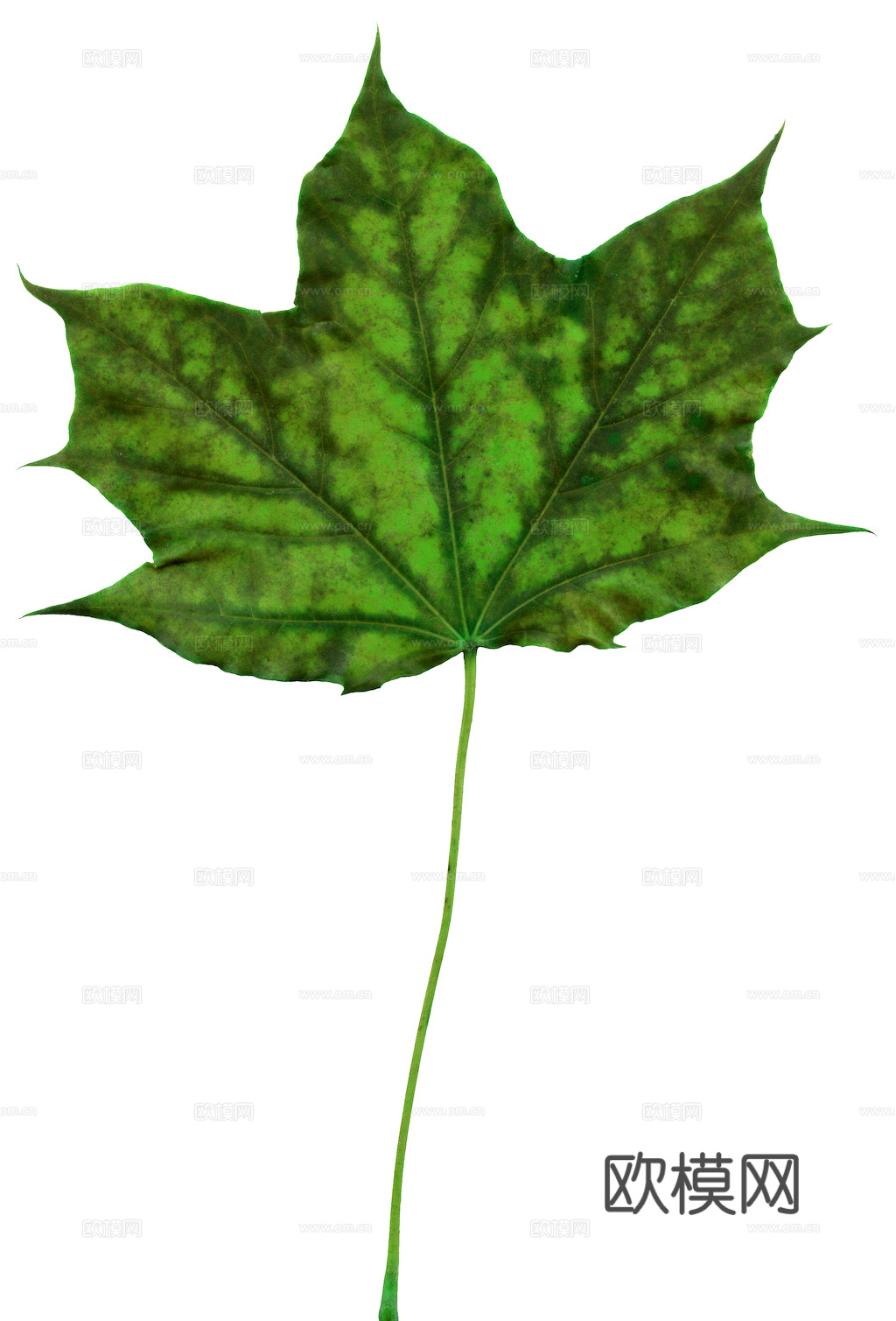 植物树叶 叶子  叶片纹理 绿叶 黄叶 红叶 绿植下载