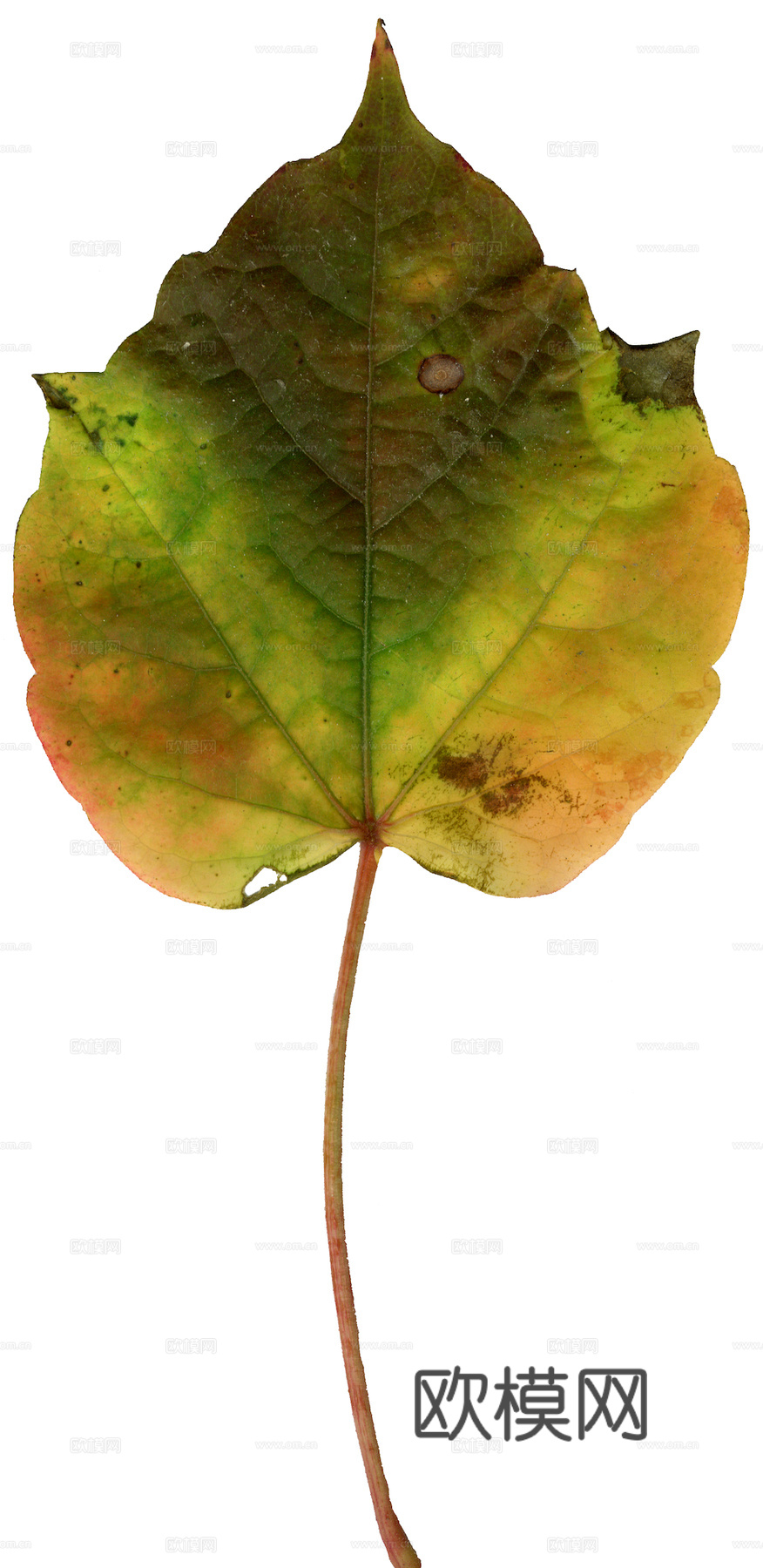 植物树叶 叶子  叶片纹理 绿叶 黄叶 红叶 绿植下载