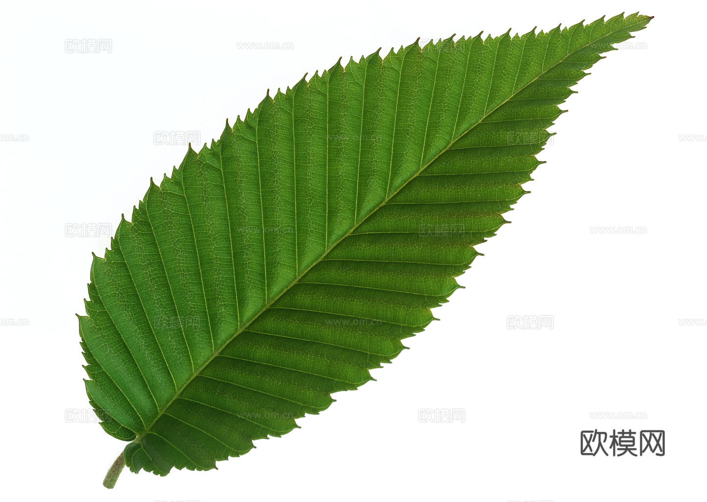 植物树叶 叶子  叶片纹理 绿叶 黄叶 红叶 绿植下载