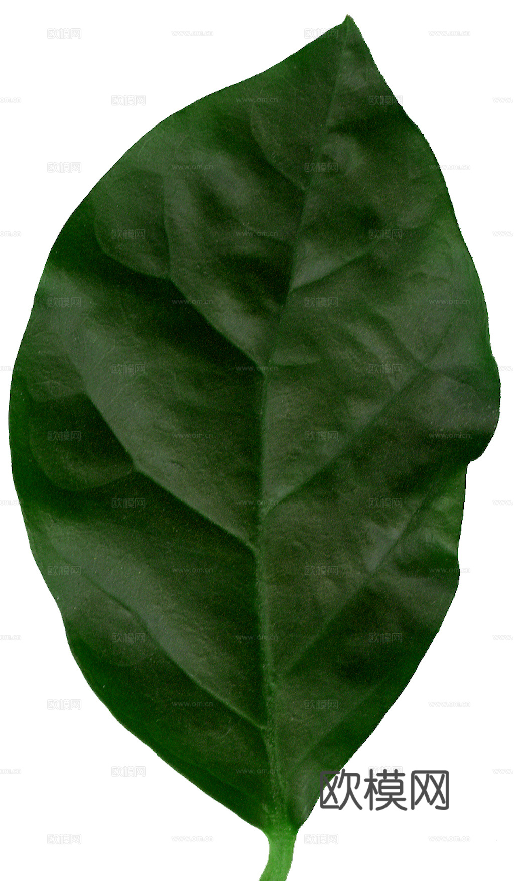 植物树叶 叶子  叶片纹理 绿叶 黄叶 红叶 绿植下载