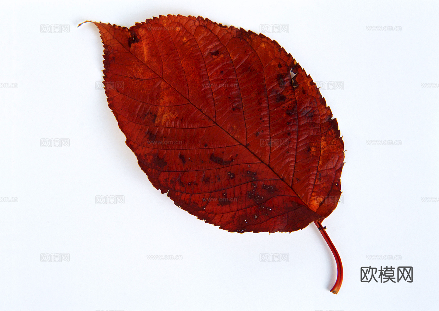 植物树叶 叶子  叶片纹理 绿叶 黄叶 红叶 绿植下载