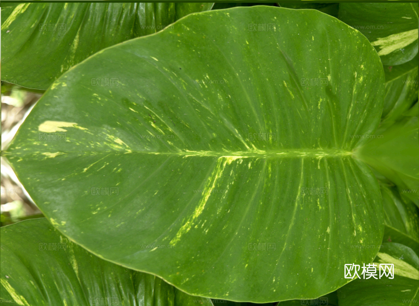 植物树叶 叶子  叶片纹理 绿叶 黄叶 红叶 绿植下载