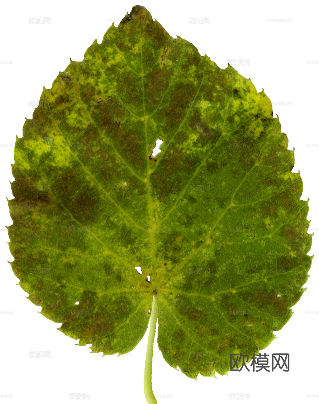 植物树叶 叶子  叶片纹理 绿叶 黄叶 红叶 绿植下载