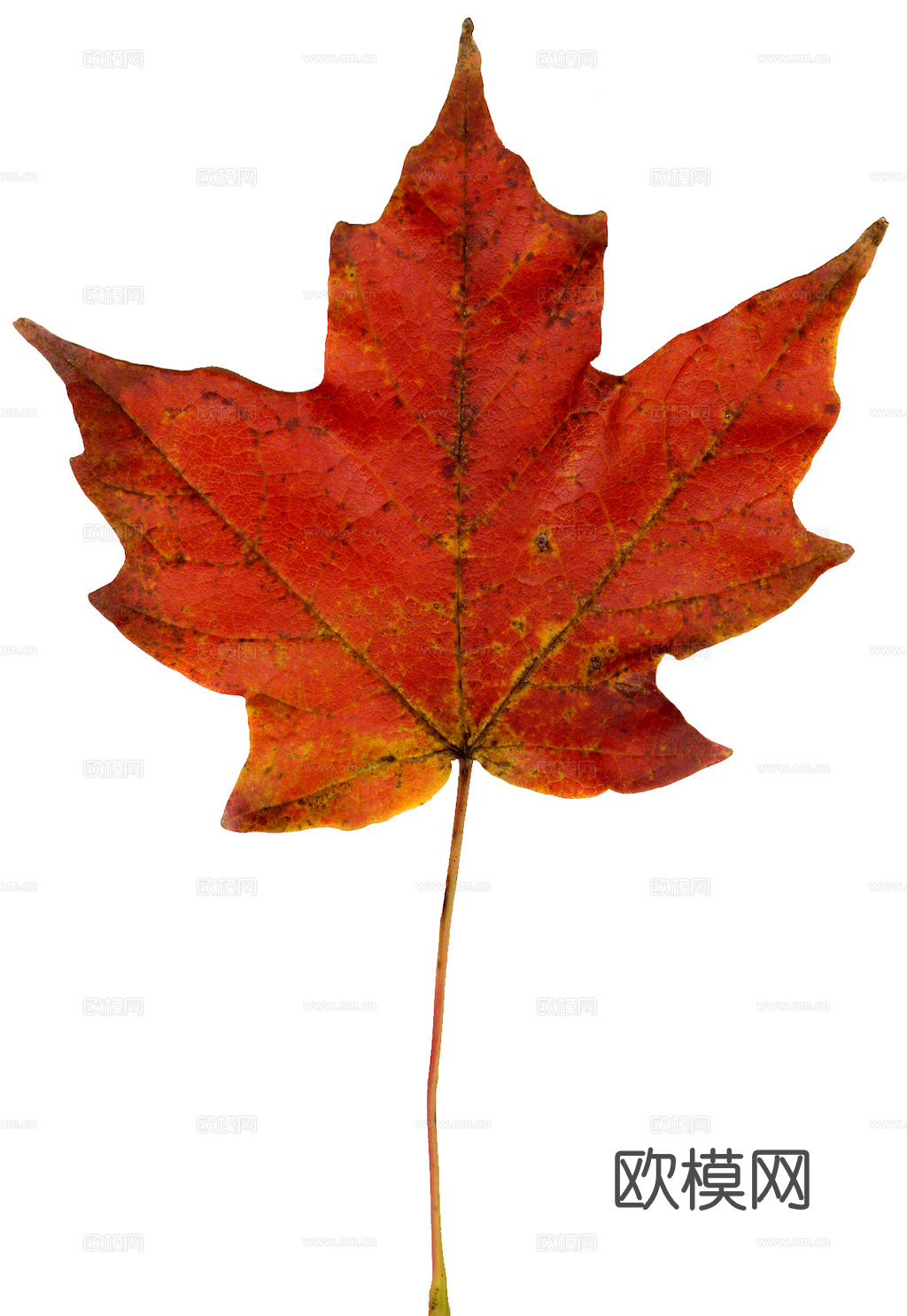 植物树叶 叶子  叶片纹理 绿叶 黄叶 红叶 绿植下载