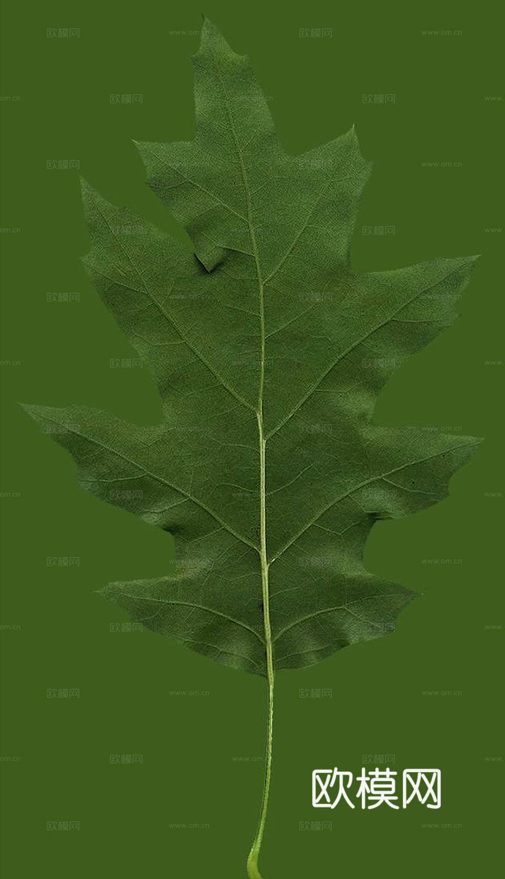 植物树叶 叶子  叶片纹理 绿叶 黄叶 红叶 绿植下载