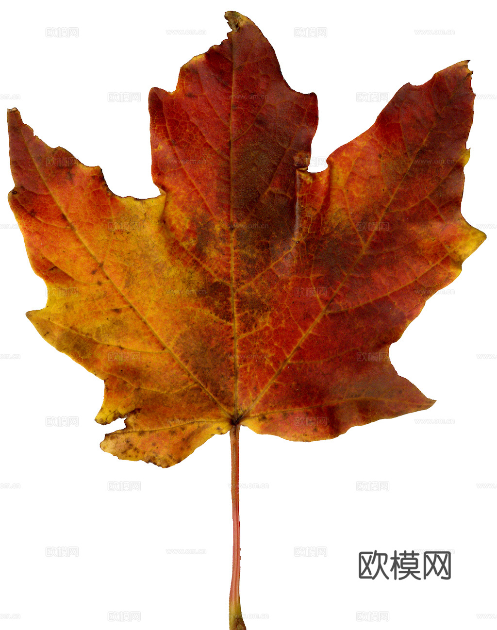 植物树叶 叶子  叶片纹理 绿叶 黄叶 红叶 绿植下载