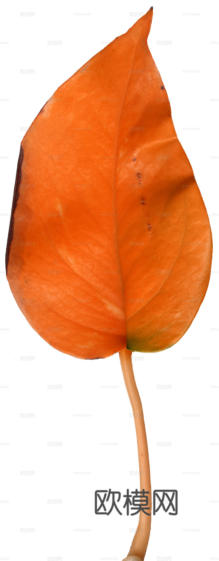 植物树叶 叶子  叶片纹理 绿叶 黄叶 红叶 绿植下载