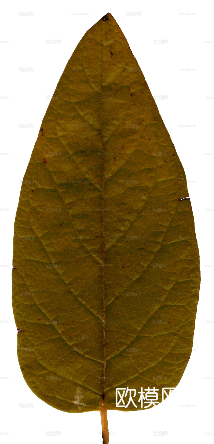 植物树叶 叶子  叶片纹理 绿叶 黄叶 红叶 绿植下载