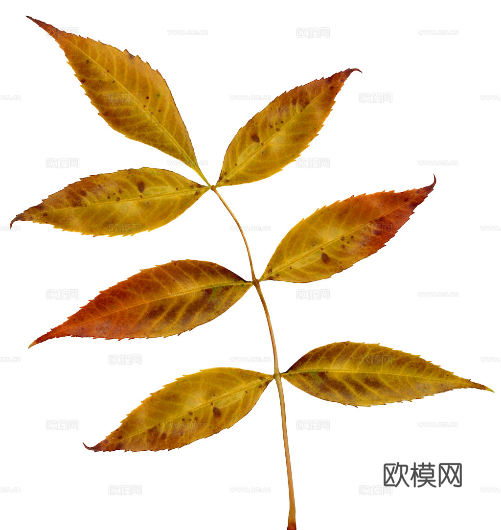 植物树叶 叶子  叶片纹理 绿叶 黄叶 红叶 绿植下载