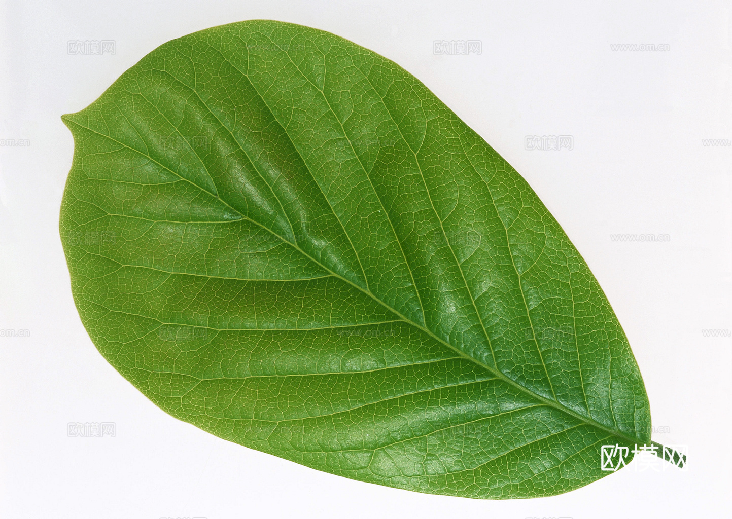 植物树叶 叶子  叶片纹理 绿叶 黄叶 红叶 绿植下载