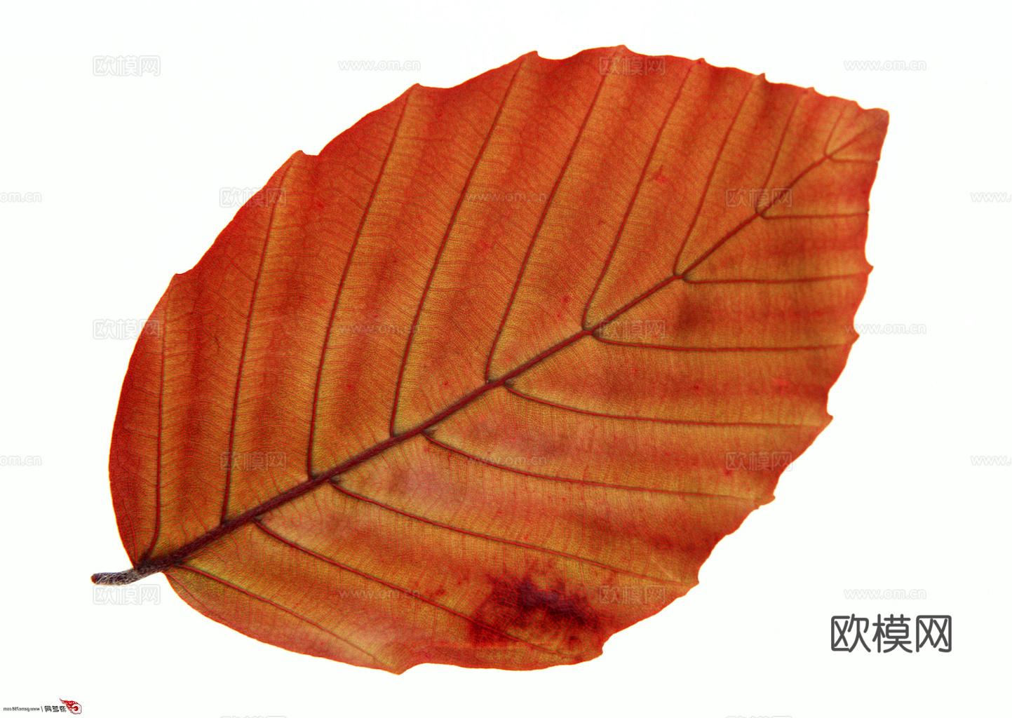 植物树叶 叶子  叶片纹理 绿叶 黄叶 红叶 绿植下载