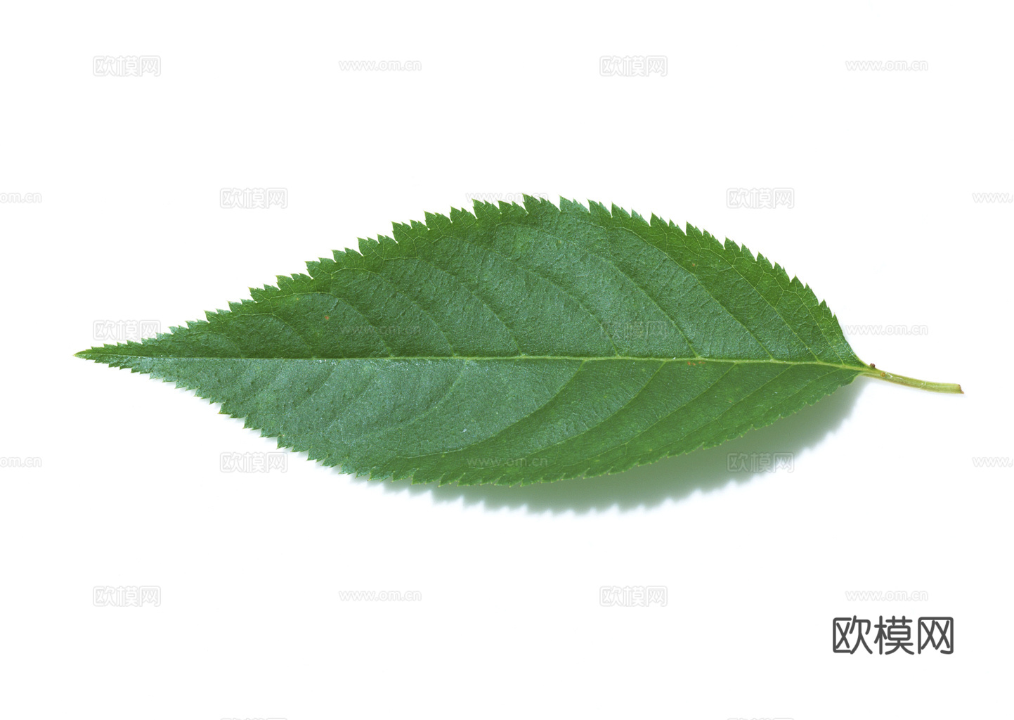 植物树叶 叶子  叶片纹理 绿叶 黄叶 红叶 绿植下载