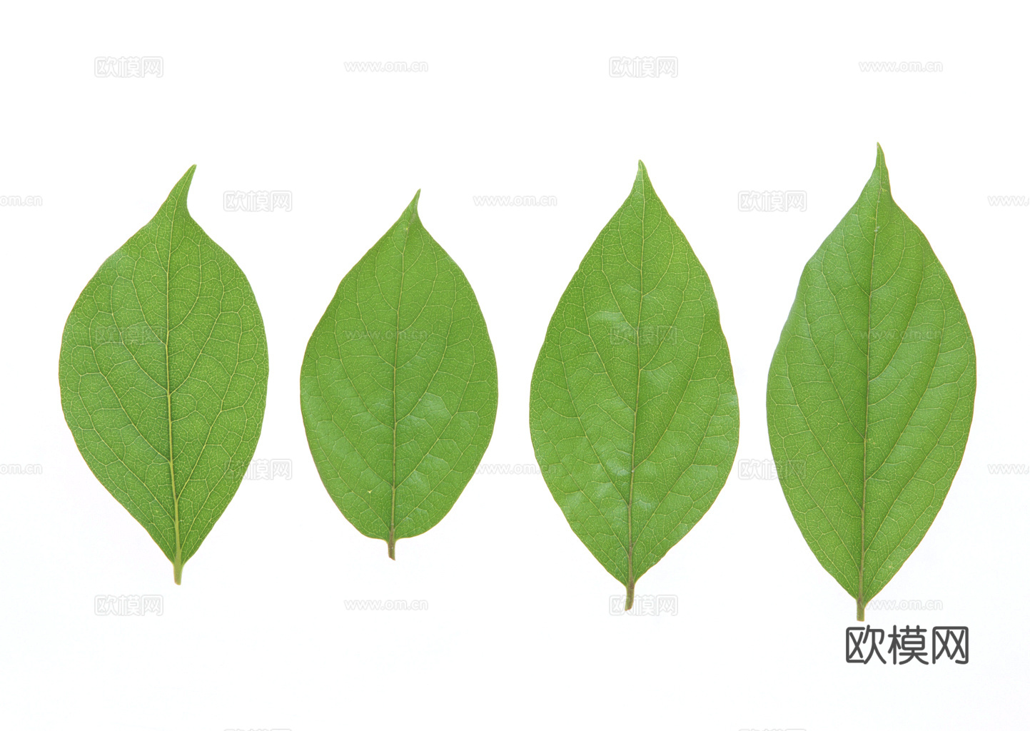 植物树叶 叶子  叶片纹理 绿叶 黄叶 红叶 绿植下载