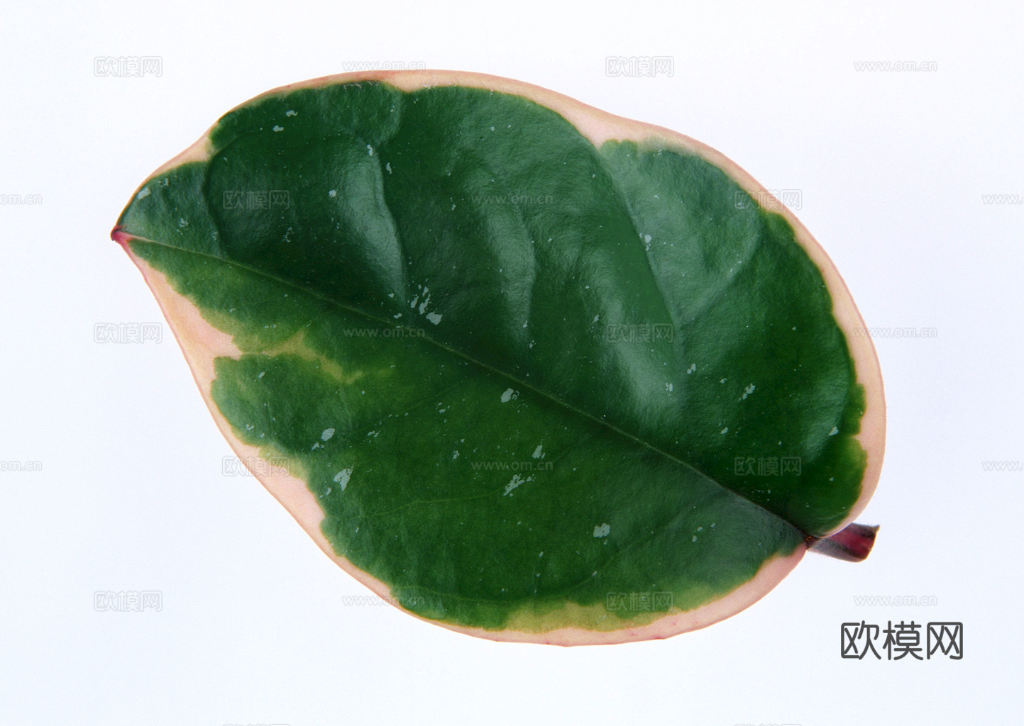 植物树叶 叶子  叶片纹理 绿叶 黄叶 红叶 绿植下载