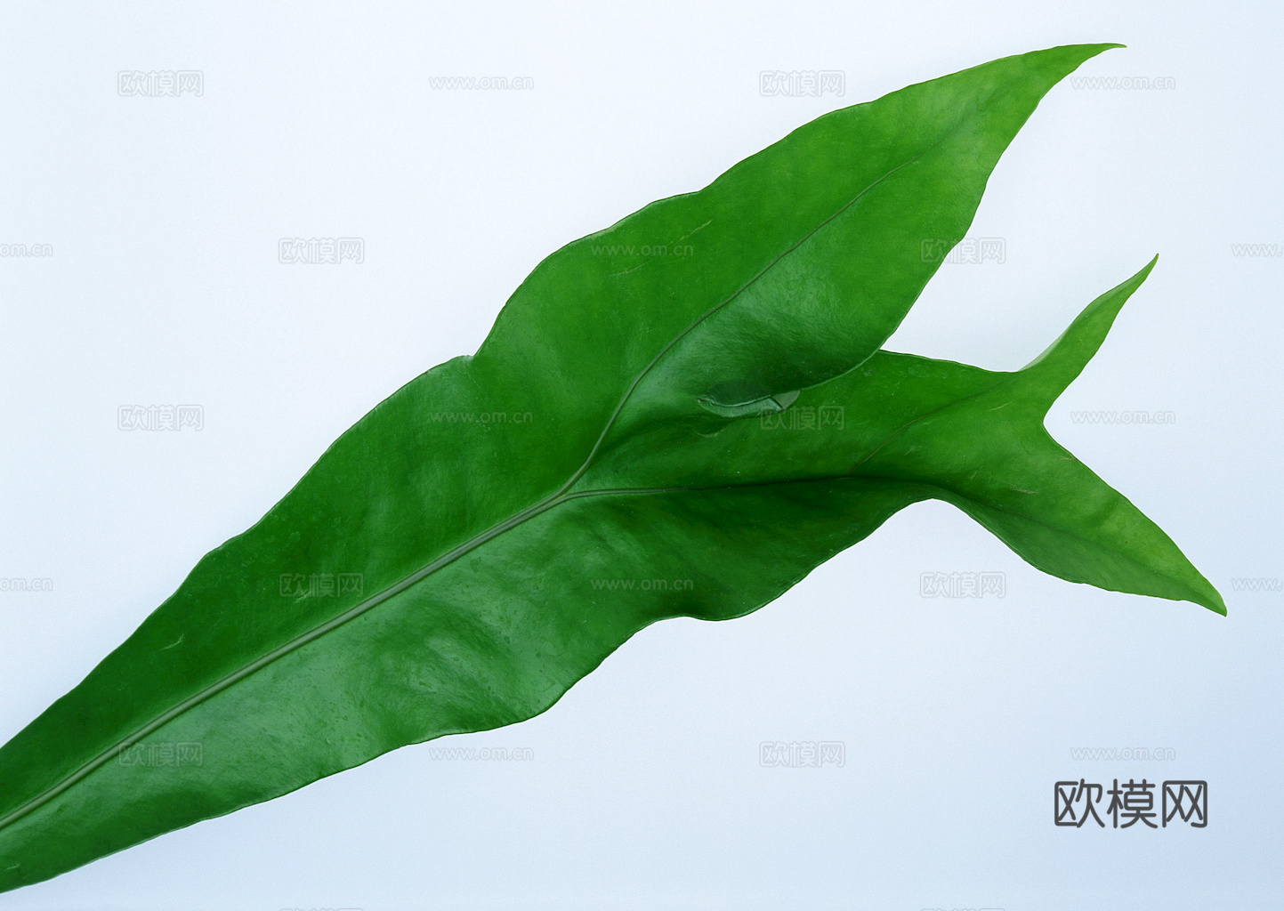 植物树叶 叶子  叶片纹理 绿叶 黄叶 红叶 绿植下载