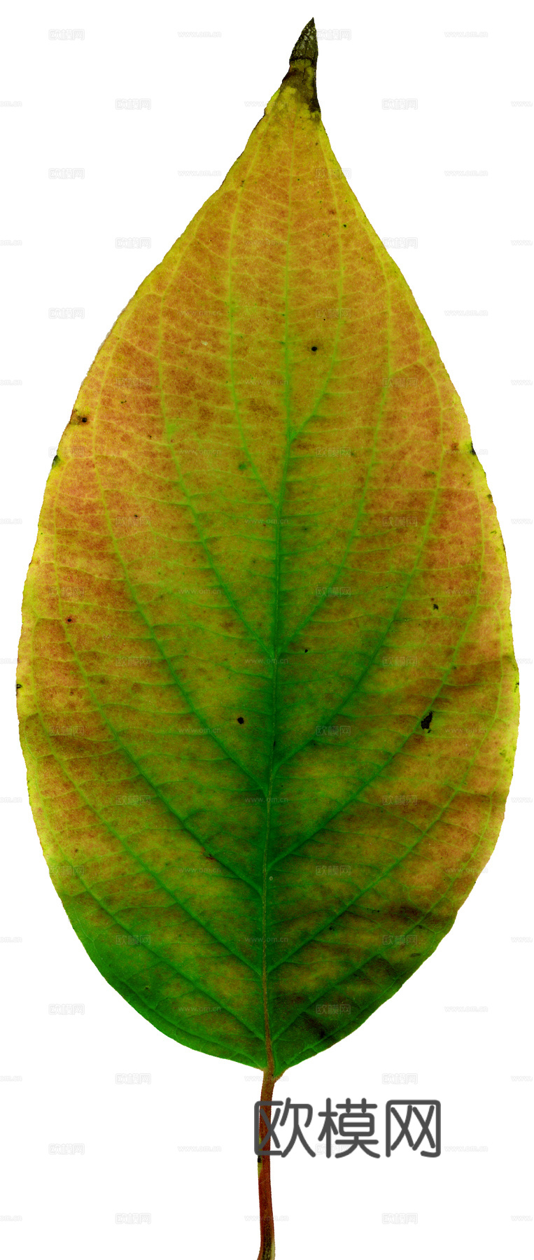 植物树叶 叶子  叶片纹理 绿叶 黄叶 红叶 绿植下载